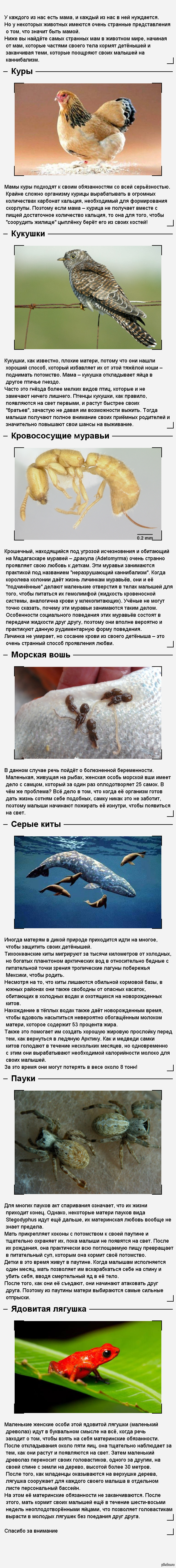 Самые странные мамы в животном мире