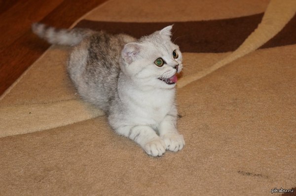      (   ),    ,      ""=)  Ѹ  !
