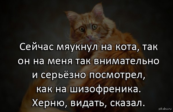 Поговорил с котейкой