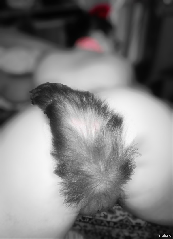 Continuing the theme - NSFW, My, Foxtail, Tail