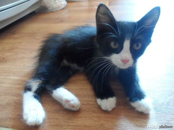 Оренбург! Выручайте! Отдам котенка!