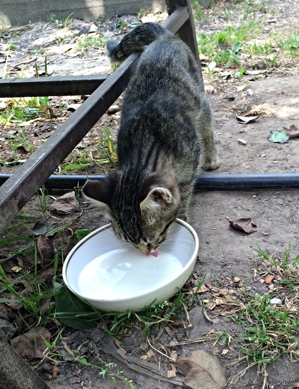 Подольск-Силикатная, отзовитесь! Приютите маленького котенка, пожалуйста. Мальчик.