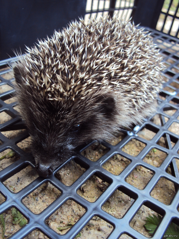 ����������� ����� :)