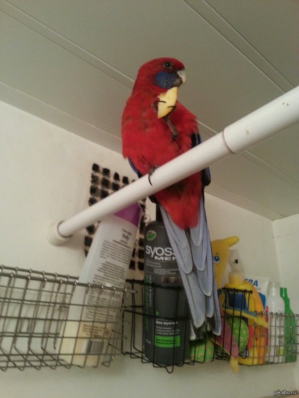 ������� ���� �������