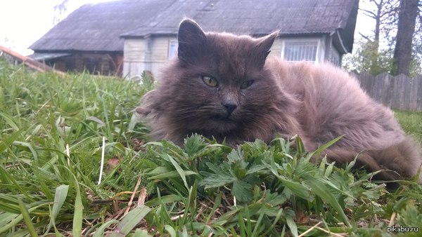 ����������� �������