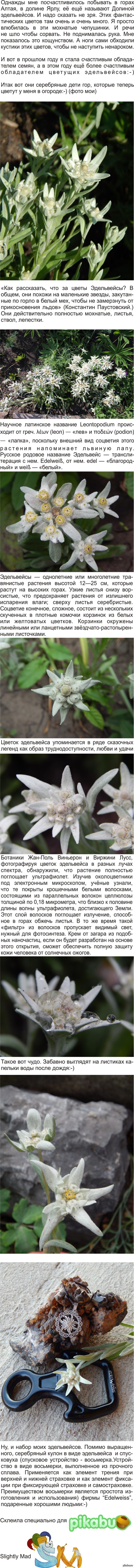 Мои эдельвейсы:-)