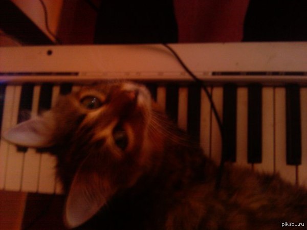 Да мне пох*й что ты хочешь заниматься. Давай, гладь меня!