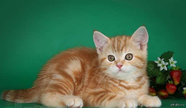 Мраморный король Артур.