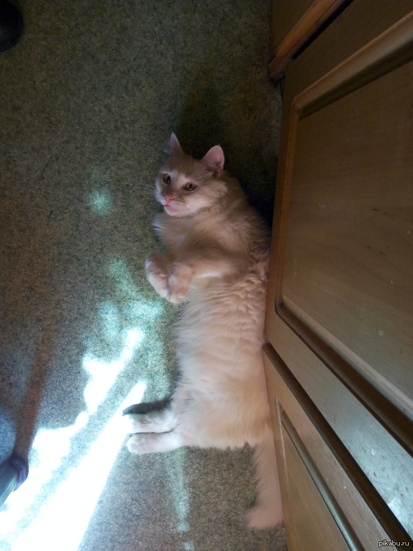 ������� ����� ����������������� �������