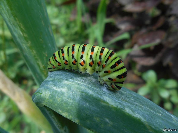 �������� ���������� �����������������