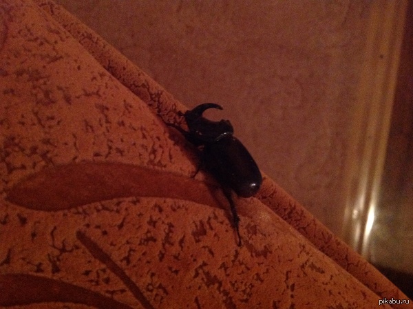 Нашел вот такого необычного жука:)