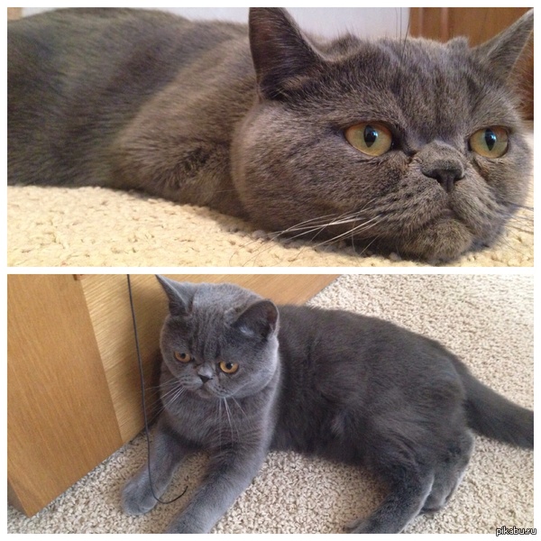 ����������� �������