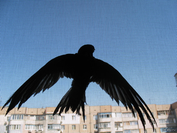 : &quot;   ...&quot;