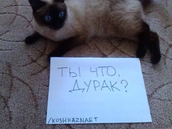 Какого пола кошка?