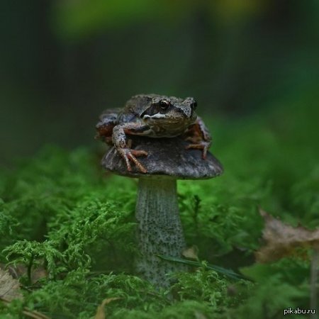 Просто лягушка села на гриб