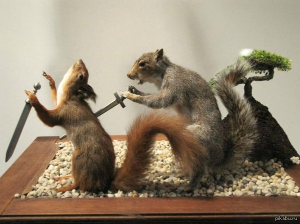 Эти белки точно попадут в Совнгард.