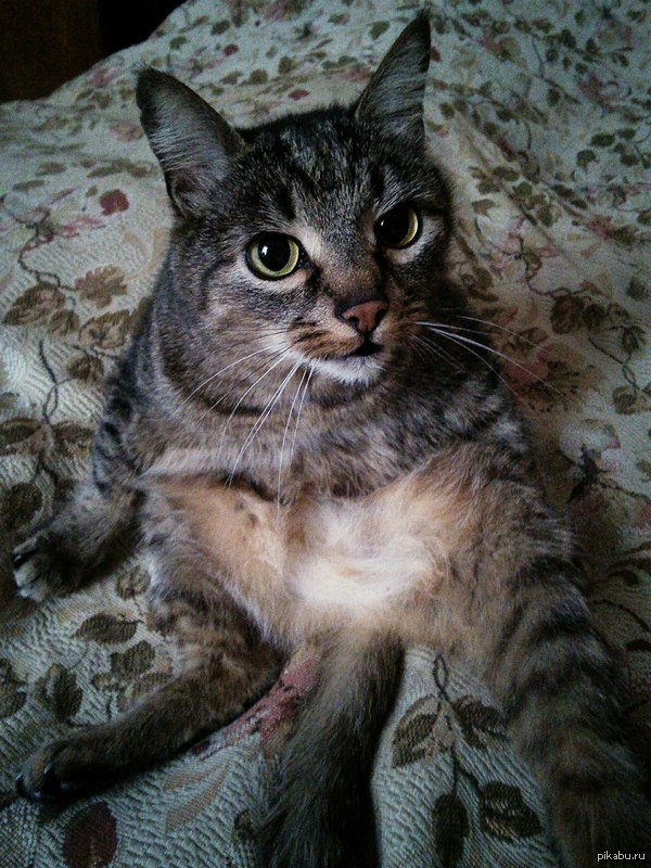 Мой кот :3