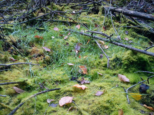 ������ ���.