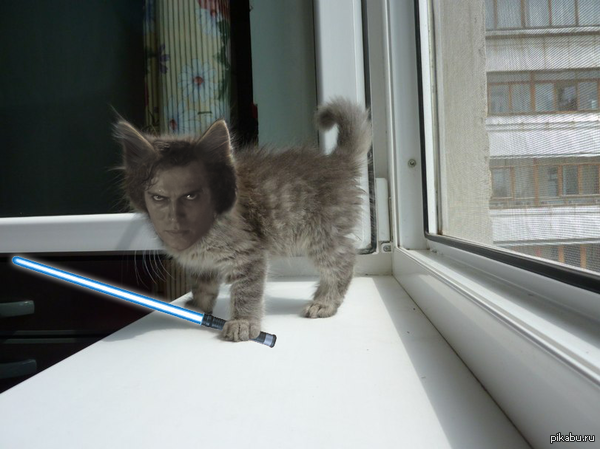 Ты недооцениваешь мою мощь, мяу