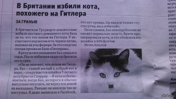 Котейку жалко