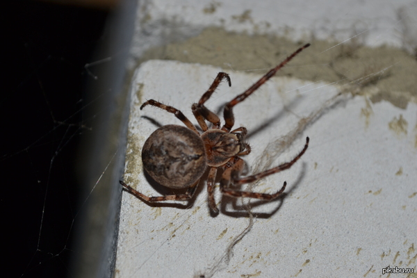 ������ ����� 2