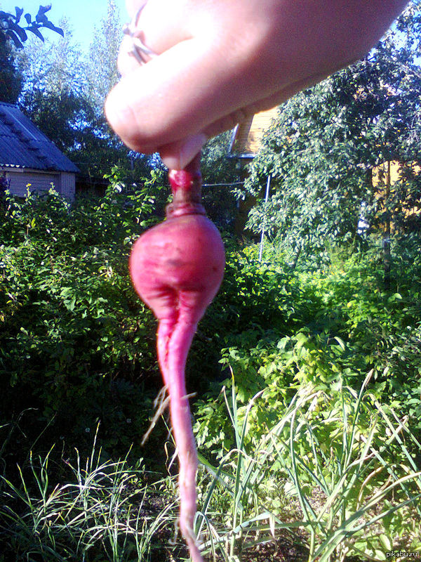 That feeling when a radish reminds you of Nicki Minaj - Radish, Nicki Minaj