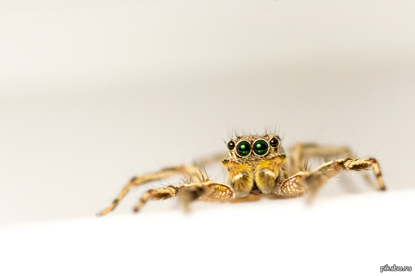 ���� �����