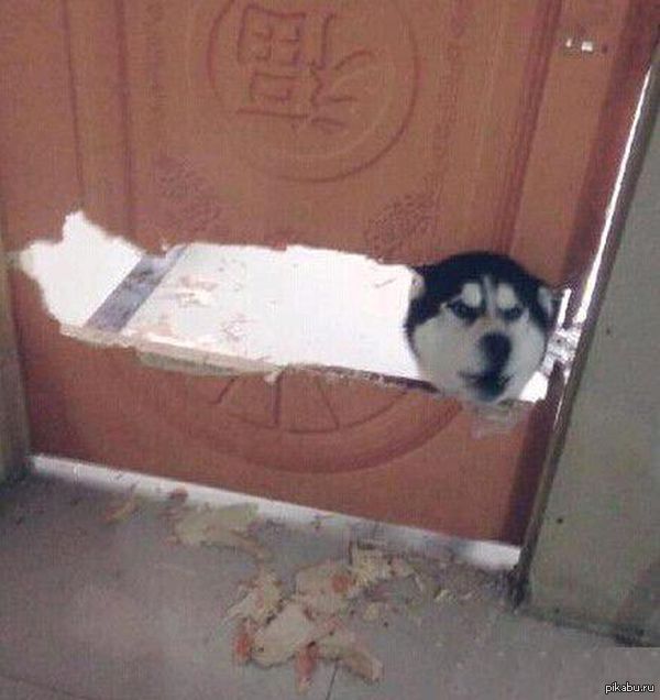 Злобный пёс | Пикабу