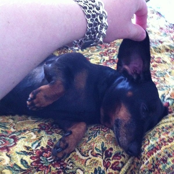 На протяжении восьми лет каждое утро ленивый пес делает вид что зовут гулять не его