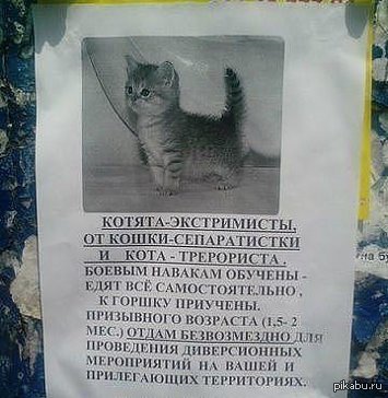 котята-экстремисты))))