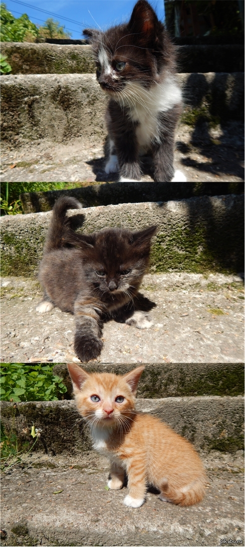 Коты для всех даром! И пусть никто не уйдёт обиженным!