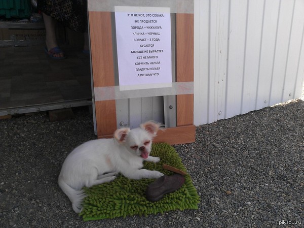 Надоело отвечать