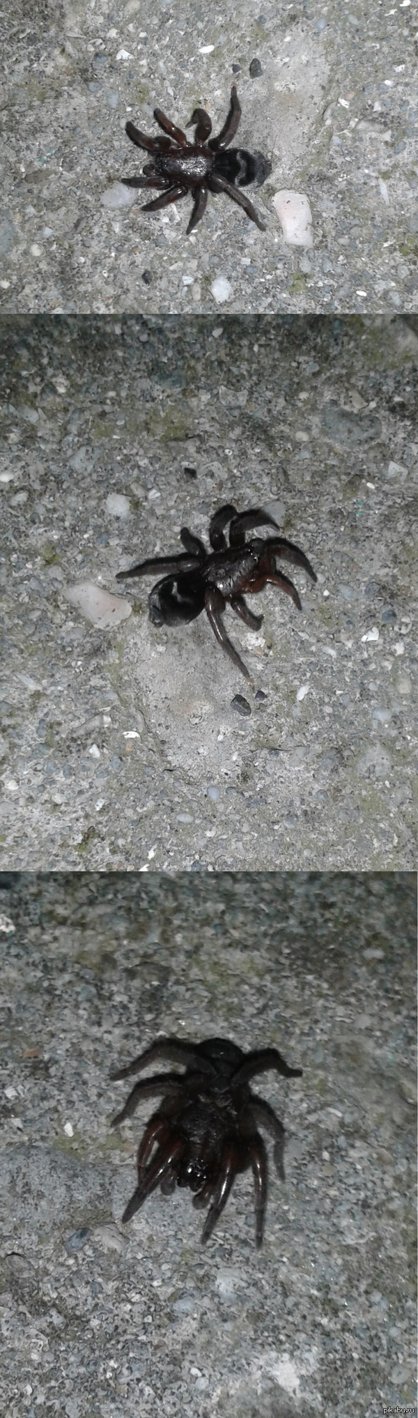 Встретила такую животинку в Крыму. Вот, теперь подумываю вернуться в Донецк.