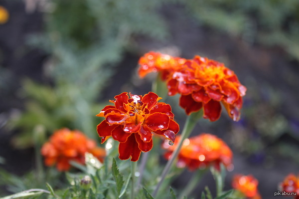 �������! :)