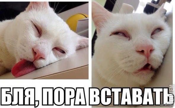 доброе утро картинки кот онлайн доброе утро картинки кот