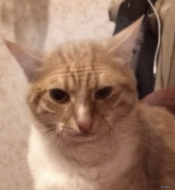   (http://pikabu.ru/story/_2515671    ,       !       !