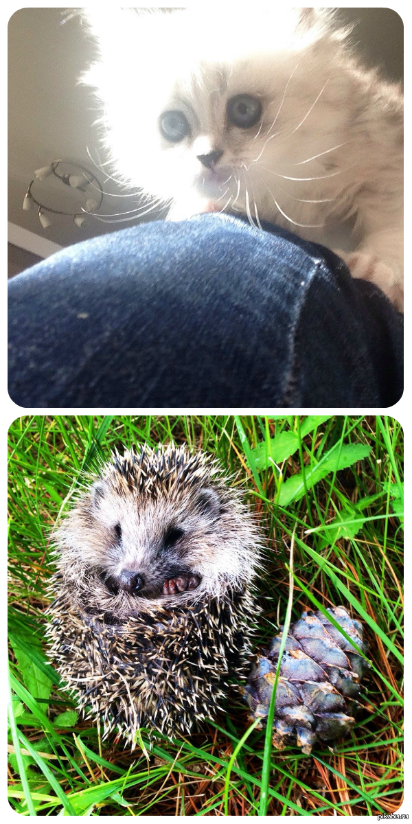 ��� ��� ������� � ���� ����. ���� �����?