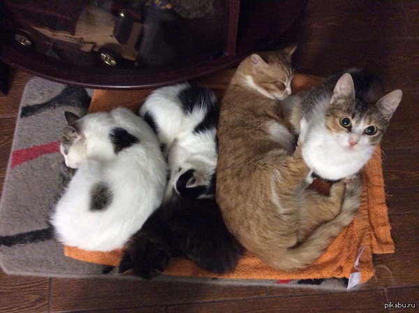 Если этот пост не наберет 1000 лайков, то я их наберу при помощи своих 40 котов!!