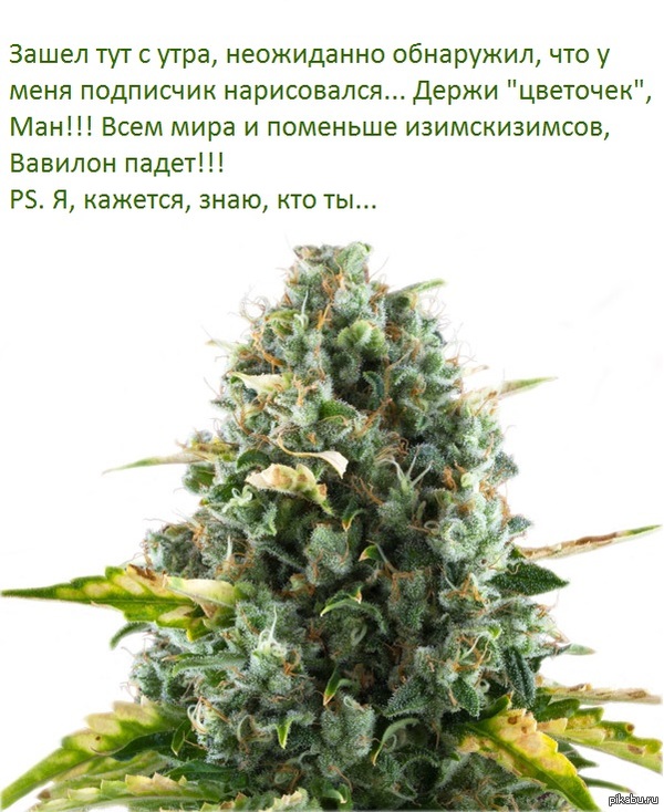 Ой, подписчик...