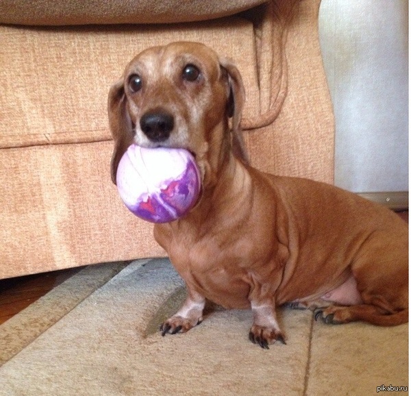 моя собака очень весело играет с мячом. она вообще любит веселье, да