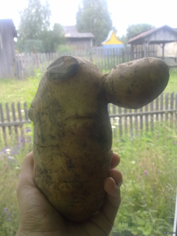    ,      ))