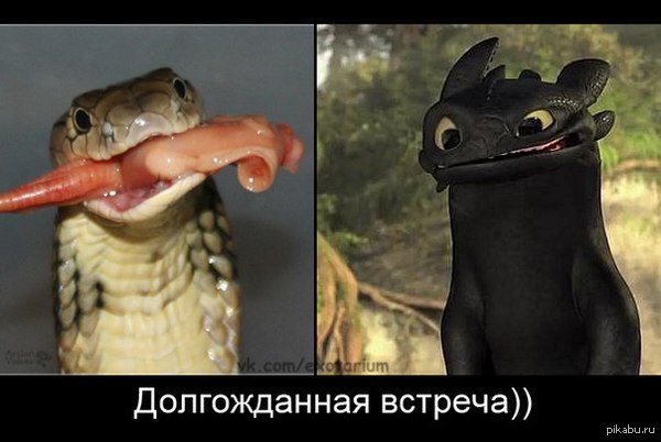 Обнаружил сходство между своей королевской коброй и беззубиком!)