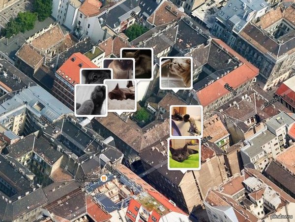 «Я знаю, где живёт твоя кошка»-Мировая карта кошаков