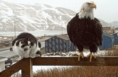 : &quot;,      ,      .&quot;