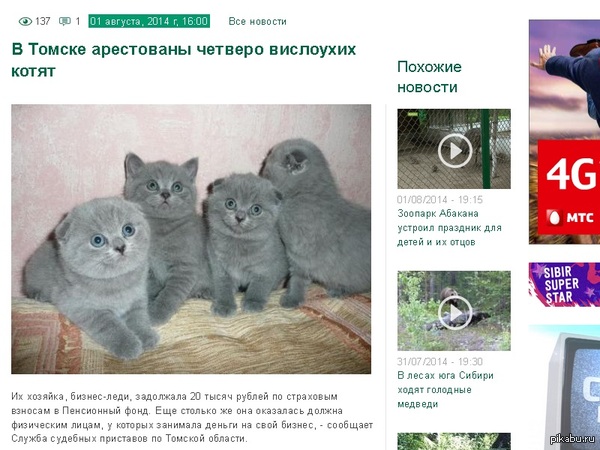      ,  ....        ... http://ctv7.ru/news/v-tomske-arestovany-chetvero-vislouhih-kotyat