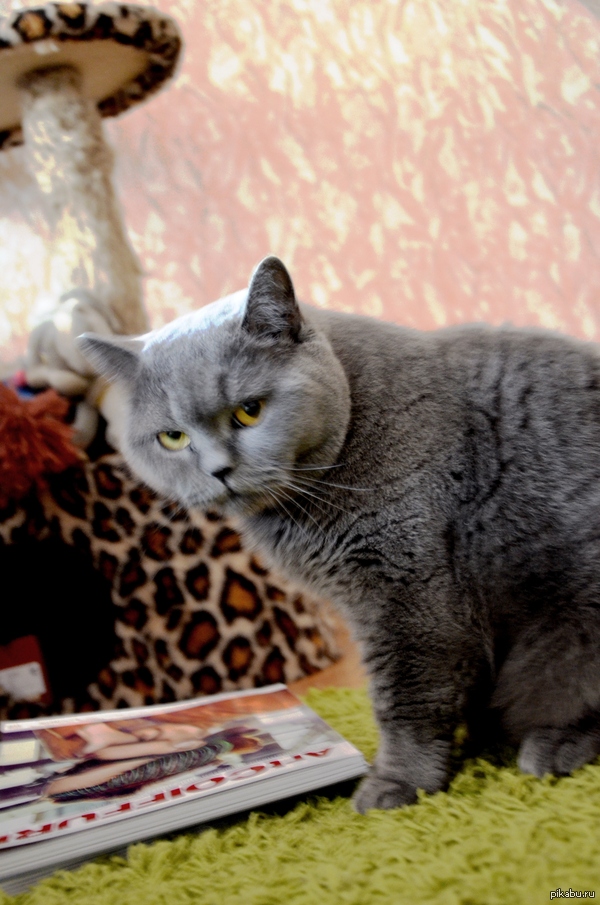 ������ ��� �������? ��