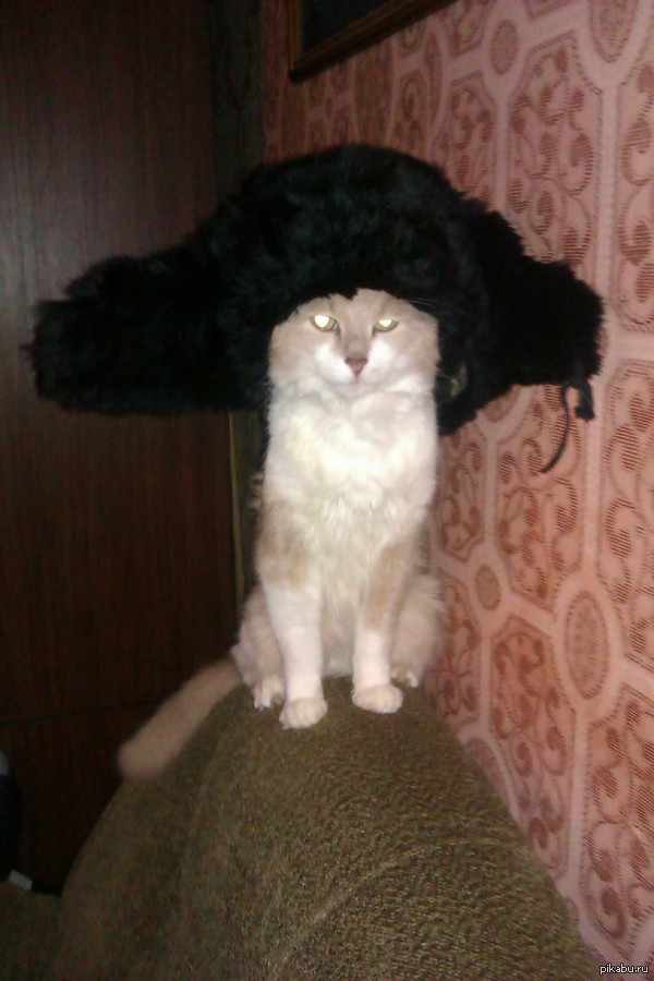 �������, ����� ����� �������