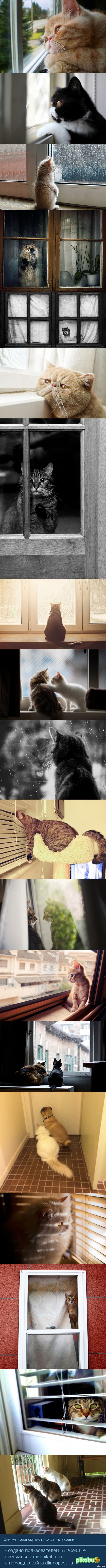 Они тоже скучают когда нас нет рядом