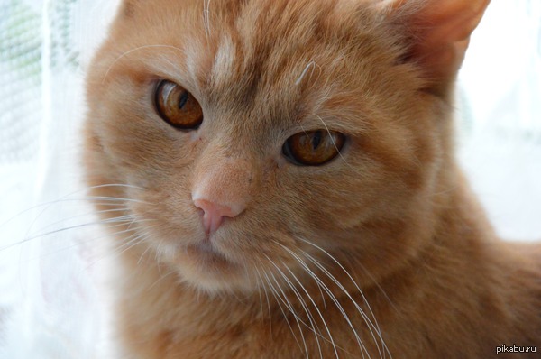 ��� �������