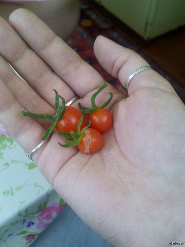 ������ � ���� ���������))